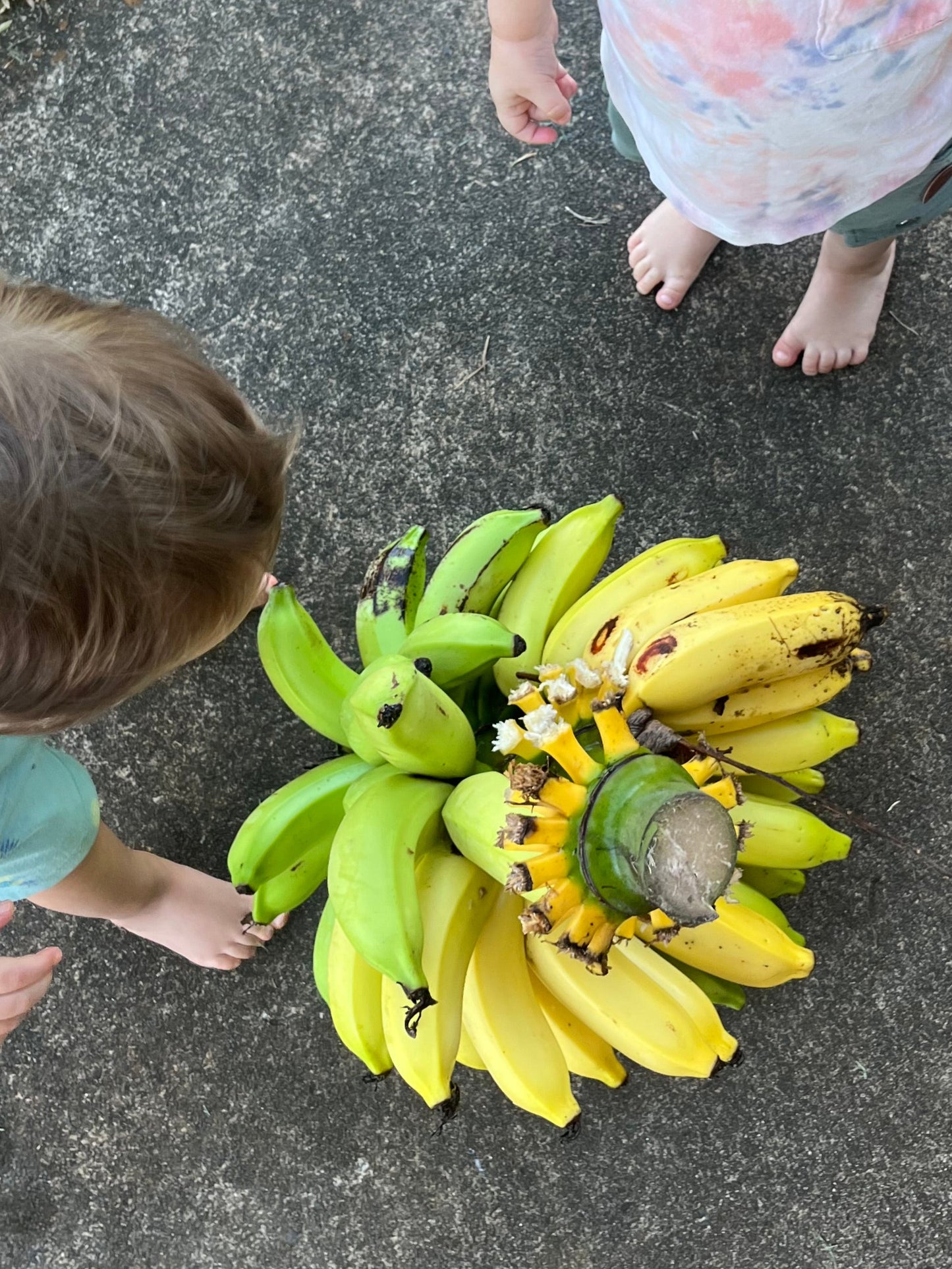 Banana Muffins - 4 pack